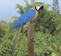 3D Life-Size Blue Macaw Wood Pattern 